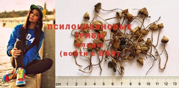 PSILOCYBIN Алзамай